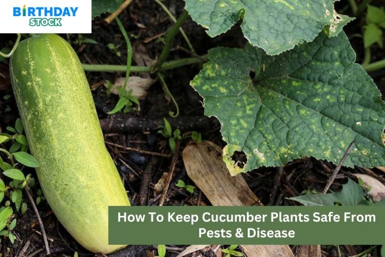 How To Keep Cucumber Plants Safe From Pests & Disease