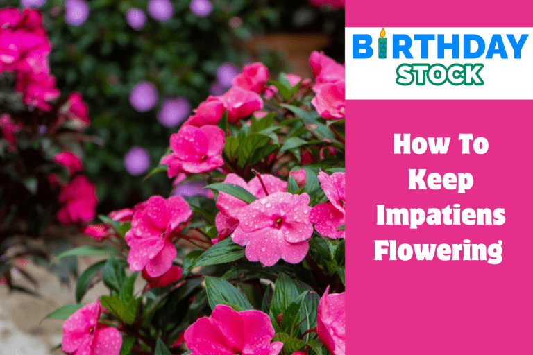 How To Keep Impatiens Flowering 