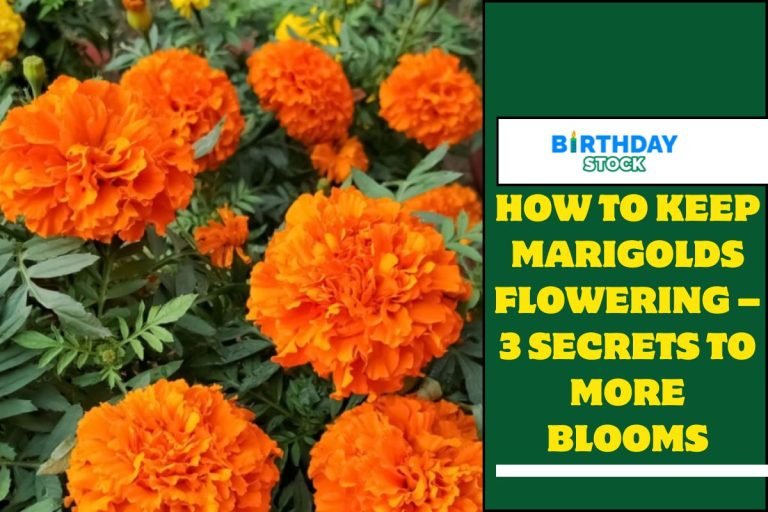 How To Keep Marigolds Flowering – 3 Secrets To More Blooms