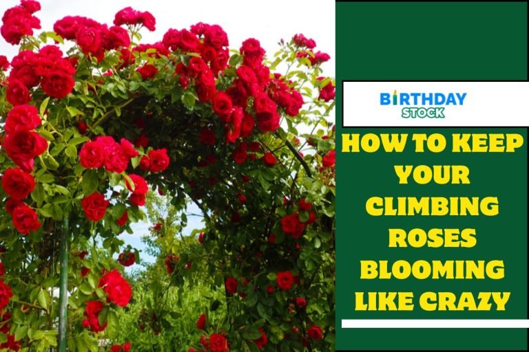How To Keep Your Climbing Roses Blooming Like Crazy