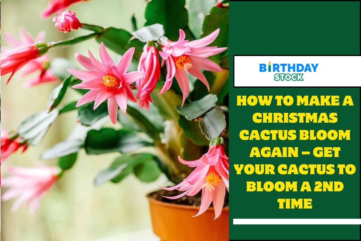 How To Make A Christmas Cactus Bloom Again – Get Your Cactus To Bloom A 2nd Time
