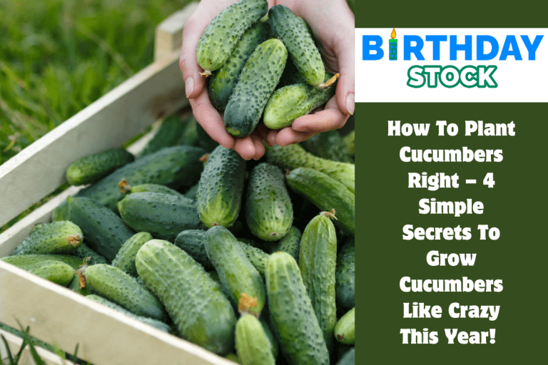 How To Plant Cucumbers Right – 4 Simple Secrets To Grow Cucumbers Like Crazy This Year! 