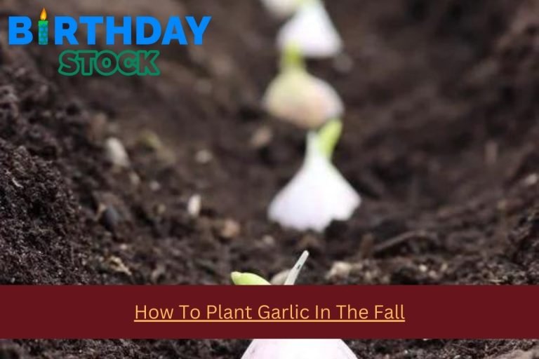 How To Plant Garlic In The Fall