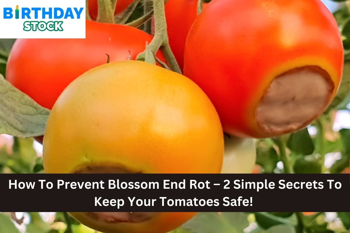 How To Prevent Blossom End Rot – 2 Simple Secrets To Keep Your Tomatoes Safe!
