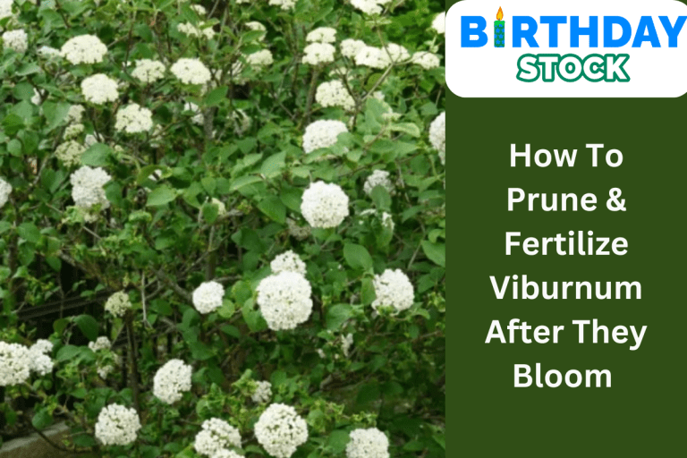 How To Prune & Fertilize Viburnum After They Bloom 