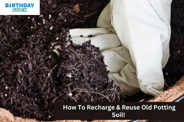 How To Recharge & Reuse Old Potting Soil!