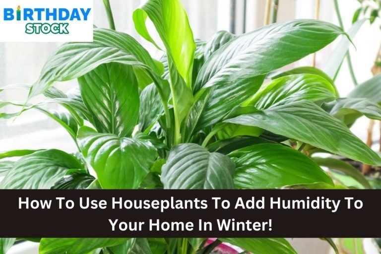 How To Use Houseplants To Add Humidity To Your Home In Winter!