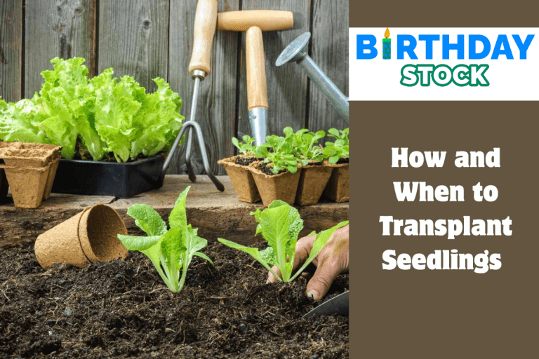 How and When to Transplant Seedlings 