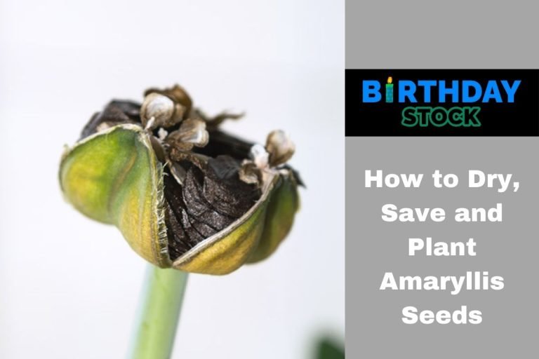 How to Dry, Save and Plant Amaryllis Seeds