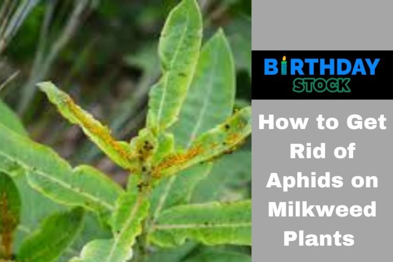 How to Get Rid of Aphids on Milkweed Plants