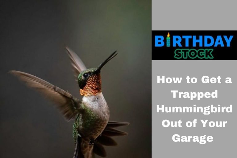 How to Get a Trapped Hummingbird Out of Your Garage