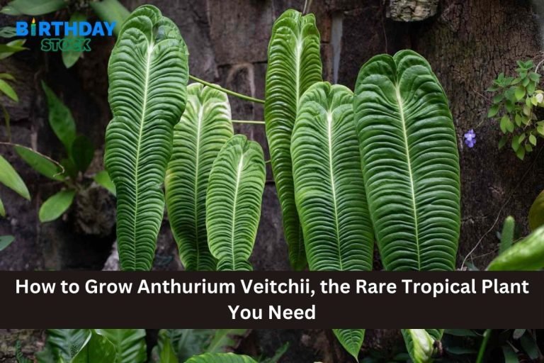 How to Grow Anthurium Veitchii, the Rare Tropical Plant You Need