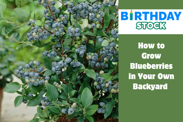 How to Grow Blueberries in Your Own Backyard 