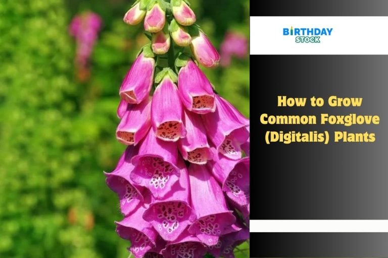 How to Grow Common Foxglove (Digitalis) Plants