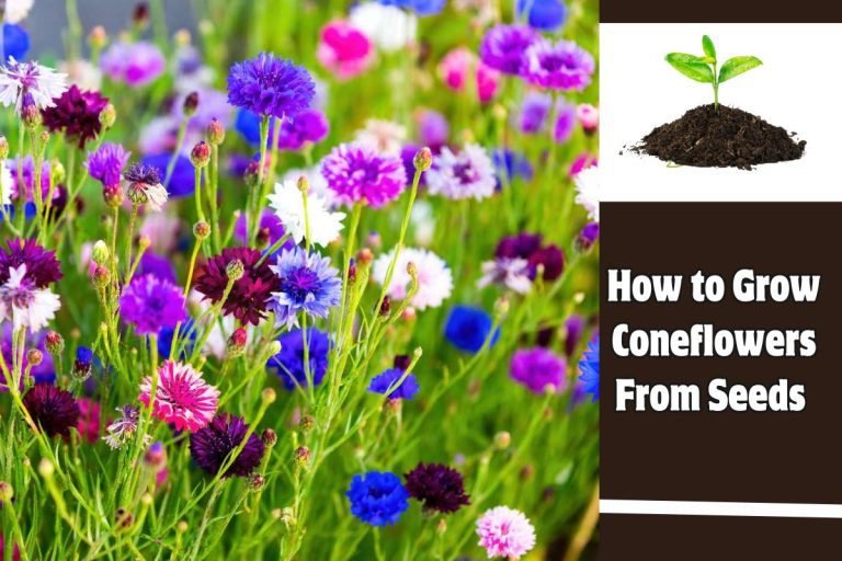 How to Grow Coneflowers From Seeds