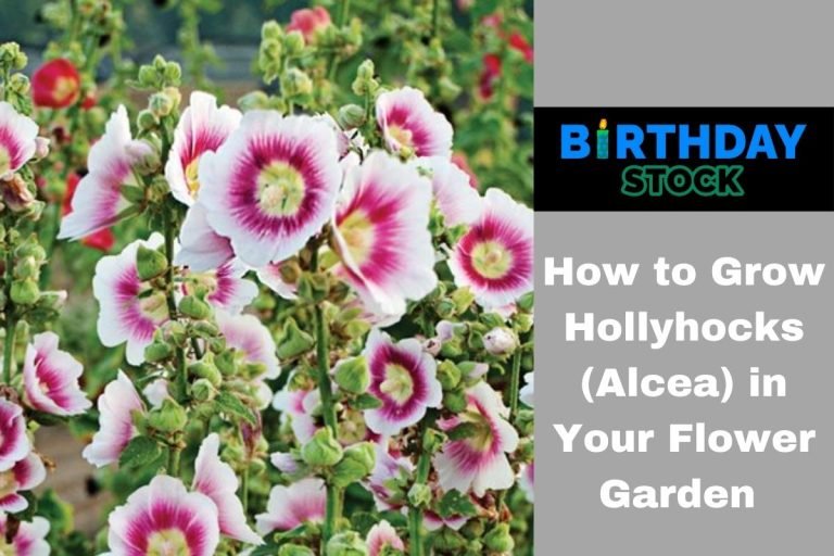 How to Grow Hollyhocks (Alcea) in Your Flower Garden