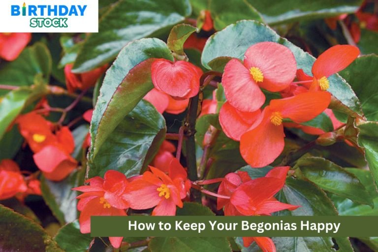 How to Keep Your Begonias Happy
