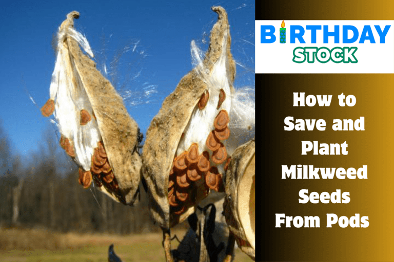 How to Save and Plant Milkweed Seeds From Pods 