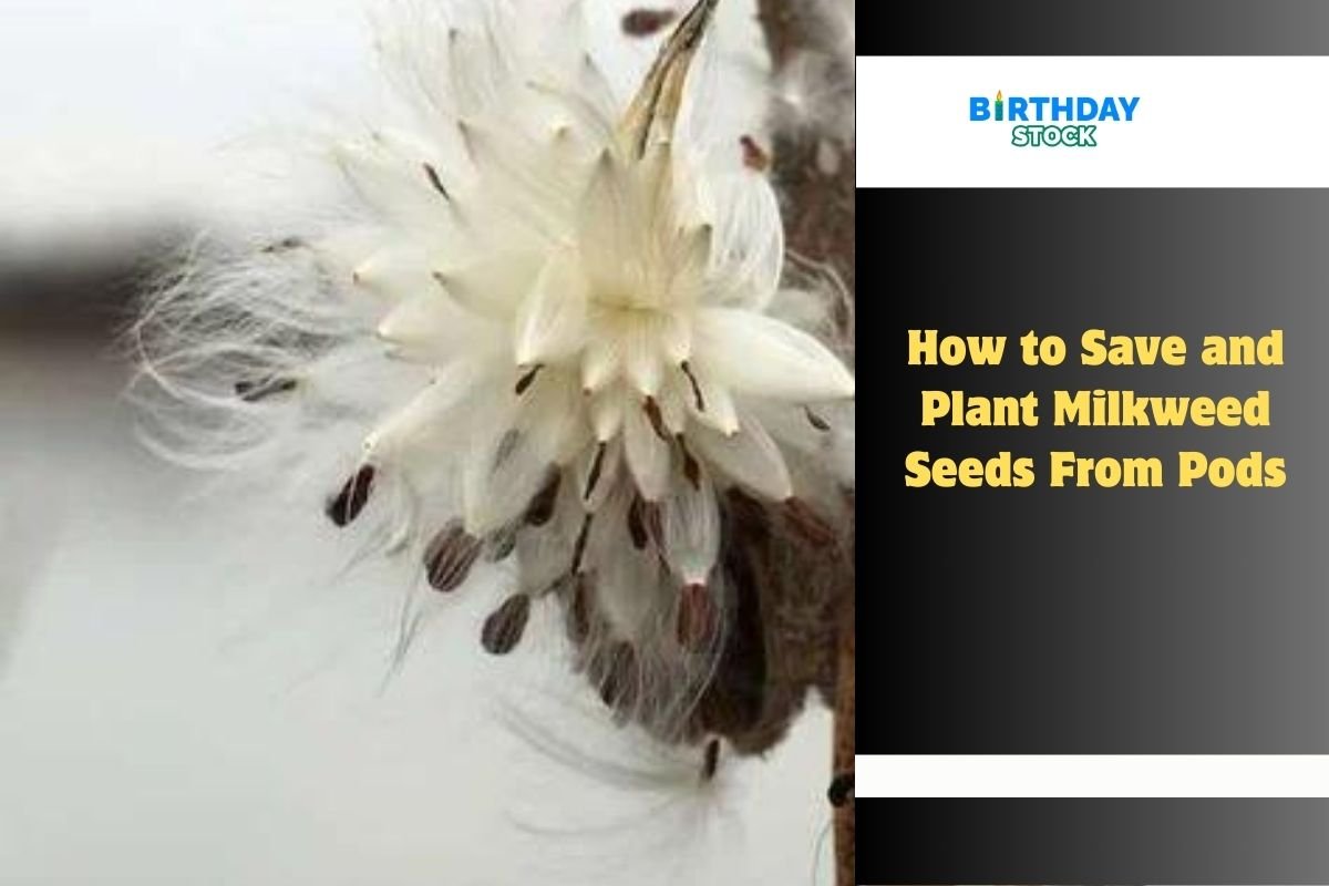 How to Save and Plant Milkweed Seeds From Pods