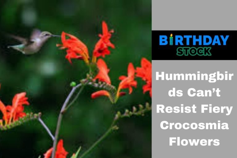 Hummingbirds Can’t Resist Fiery Crocosmia Flowers