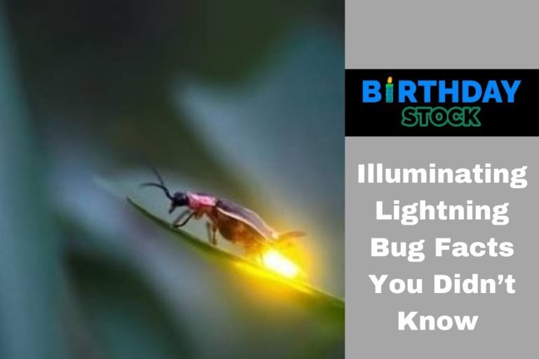 Illuminating Lightning Bug Facts You Didn’t Know