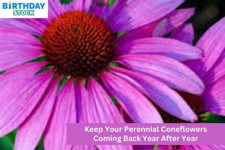 Keep Your Perennial Coneflowers Coming Back Year After Year