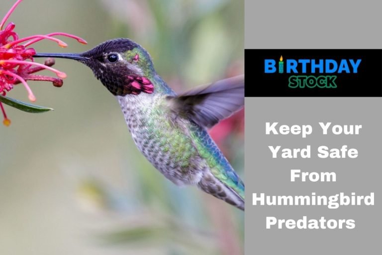 Keep Your Yard Safe From Hummingbird Predators