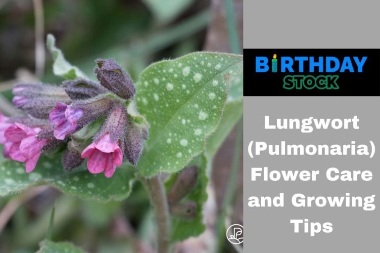 Lungwort (Pulmonaria) Flower Care and Growing Tips