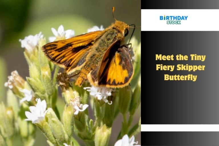 Meet the Tiny Fiery Skipper Butterfly