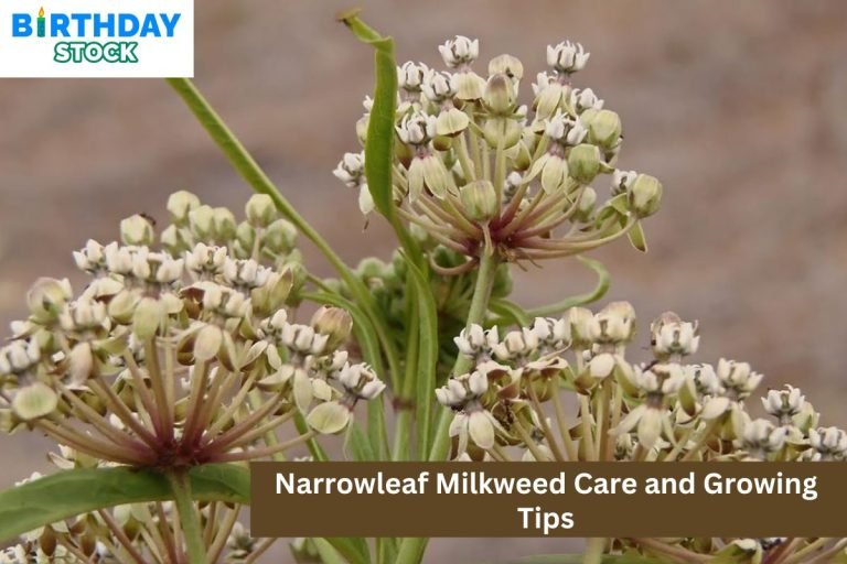 Narrowleaf Milkweed Care and Growing Tips
