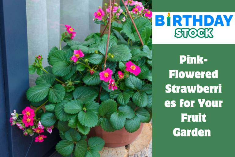 Pink-Flowered Strawberries for Your Fruit Garden 
