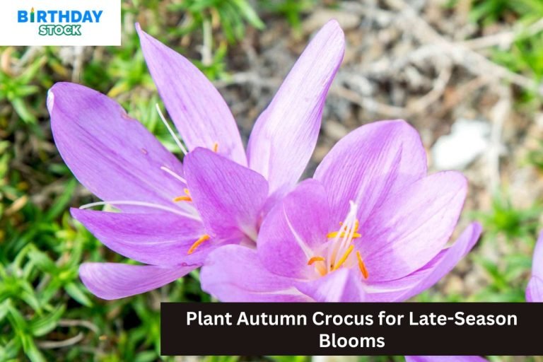 Plant Autumn Crocus for Late-Season Blooms