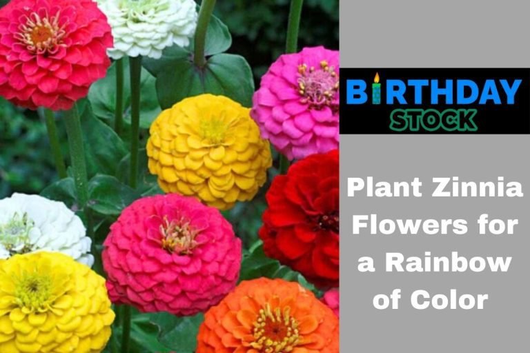Plant Zinnia Flowers for a Rainbow of Color