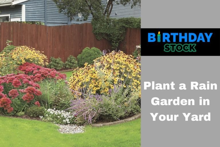 Plant a Rain Garden in Your Yard