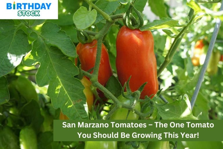 San Marzano Tomatoes – The One Tomato You Should Be Growing This Year!
