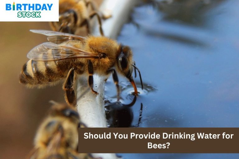 Should You Provide Drinking Water for Bees?