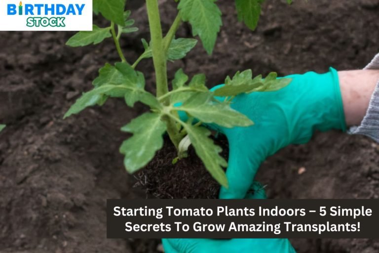 Starting Tomato Plants Indoors – 5 Simple Secrets To Grow Amazing Transplants!