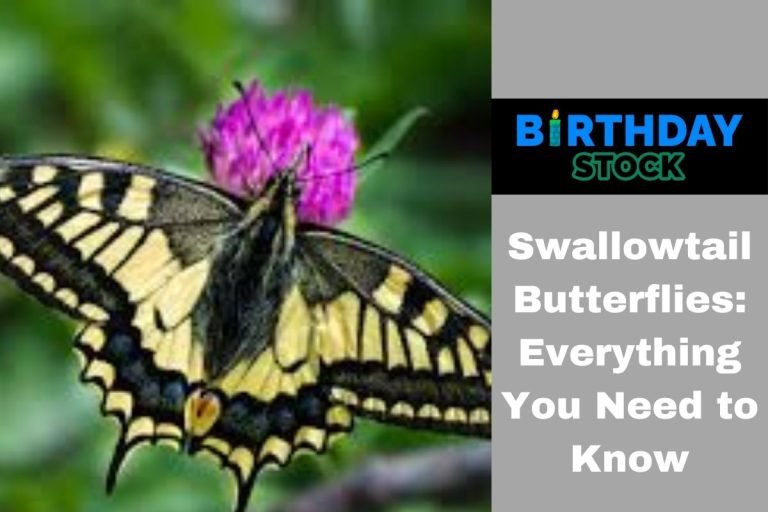 Swallowtail Butterflies Everything You Need to Know