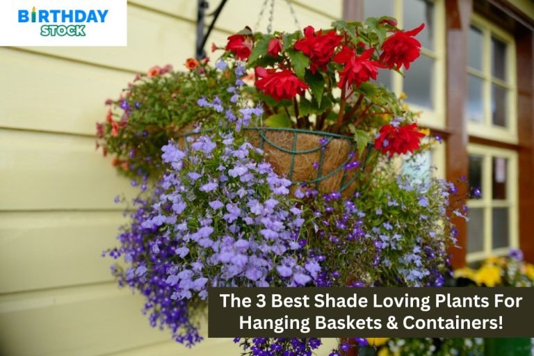 The 3 Best Shade Loving Plants For Hanging Baskets & Containers!