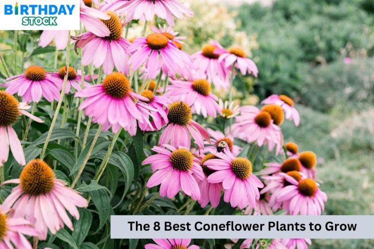 The 8 Best Coneflower Plants to Grow