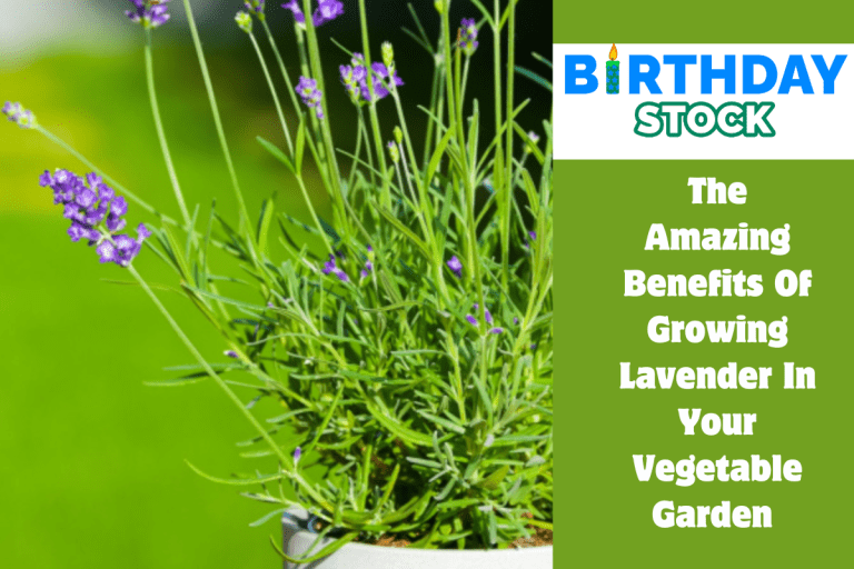 The Amazing Benefits Of Growing Lavender In Your Vegetable Garden 