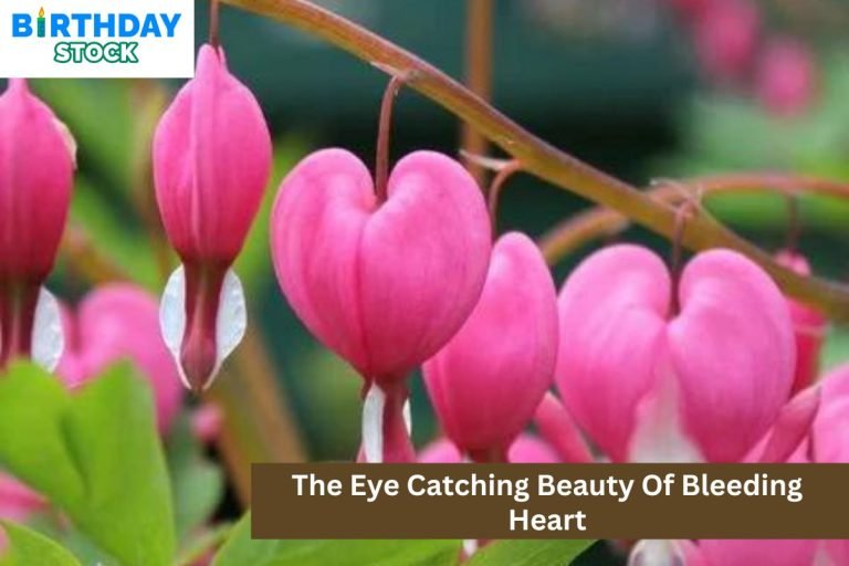 The Eye Catching Beauty Of Bleeding Heart
