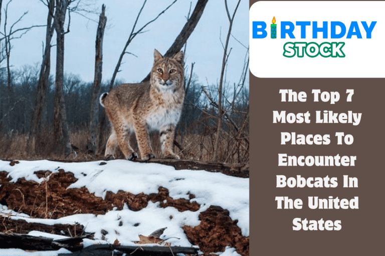 The Top 7 Most Likely Places To Encounter Bobcats In The United States