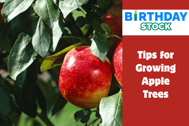 Tips for Growing Apple Trees
