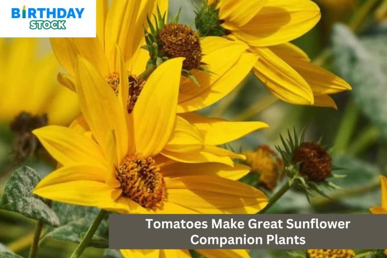 Tomatoes Make Great Sunflower Companion Plants