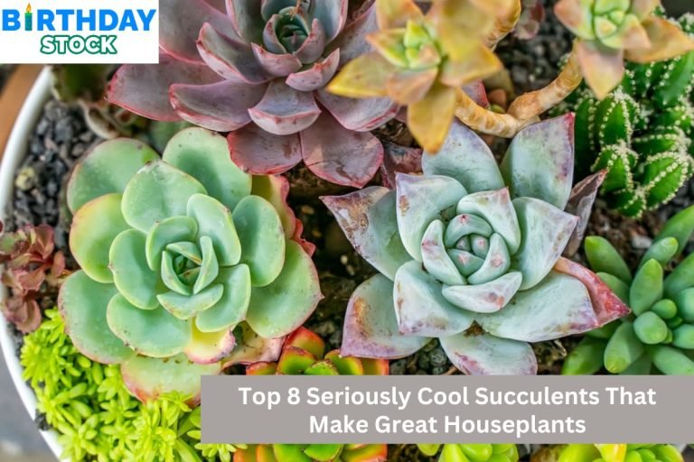 Top 8 Seriously Cool Succulents That Make Great Houseplants