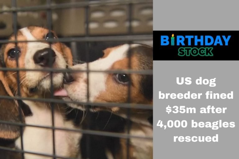 US dog breeder fined $35m after 4,000 beagles rescued