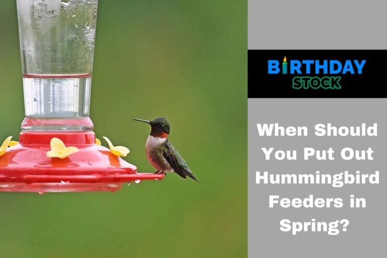 When Should You Put Out Hummingbird Feeders in Spring