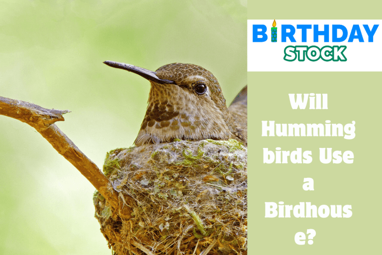 Will Hummingbirds Use a Birdhouse 
