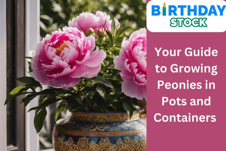 Your Guide to Growing Peonies in Pots and Containers 